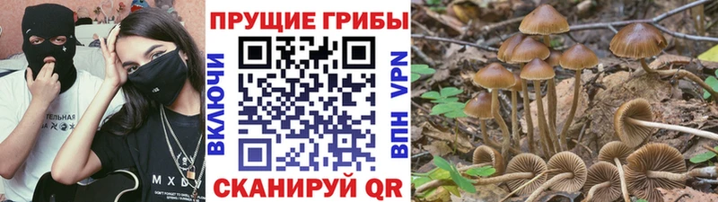 MEGA ТОР  Орёл  Псилоцибиновые грибы прущие грибы 